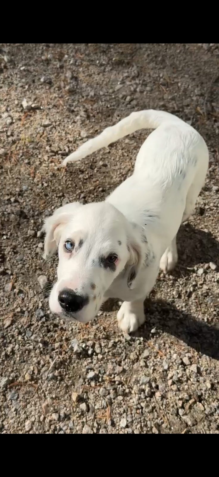Engelsk setter