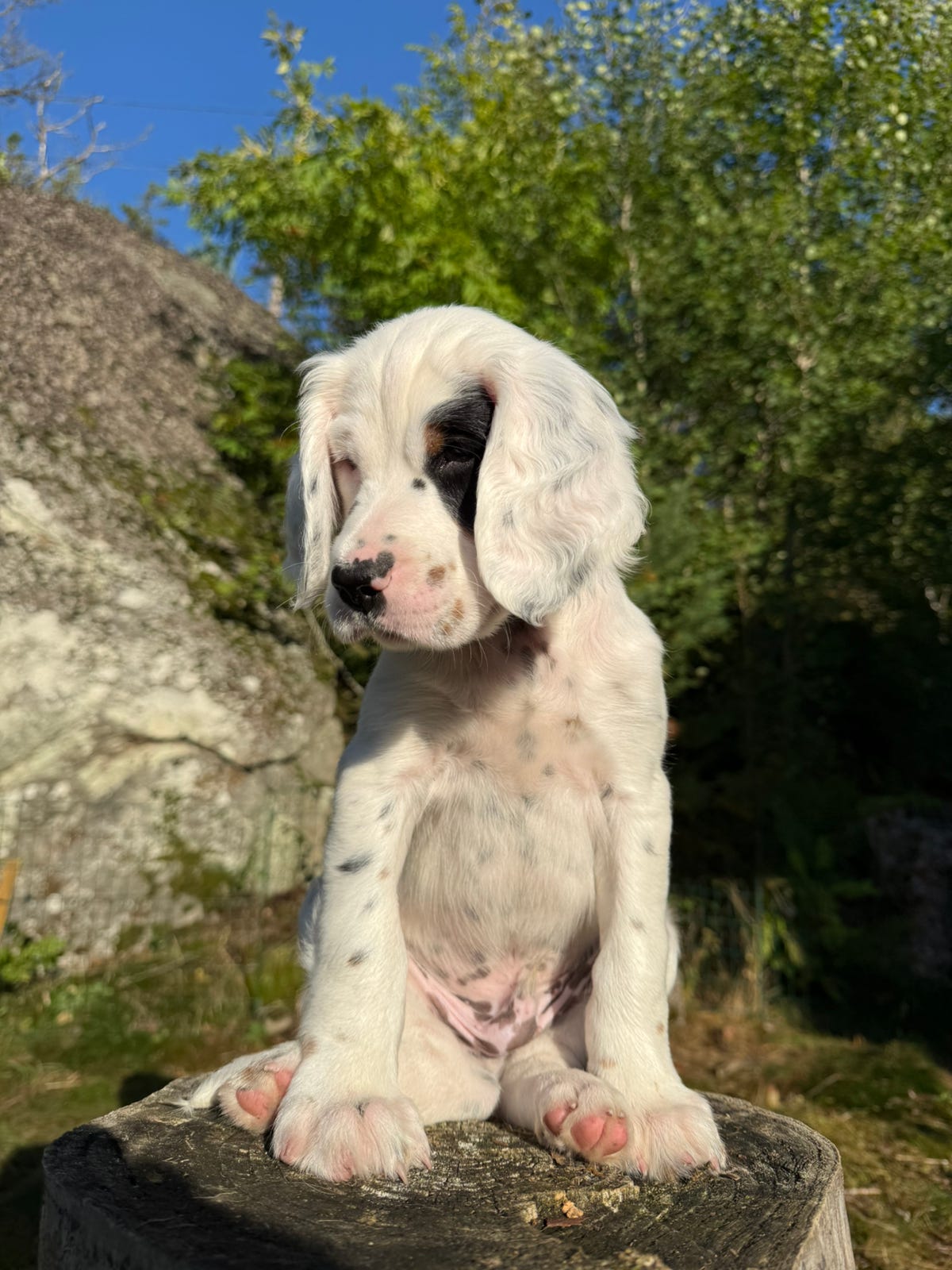 Engelsk setter