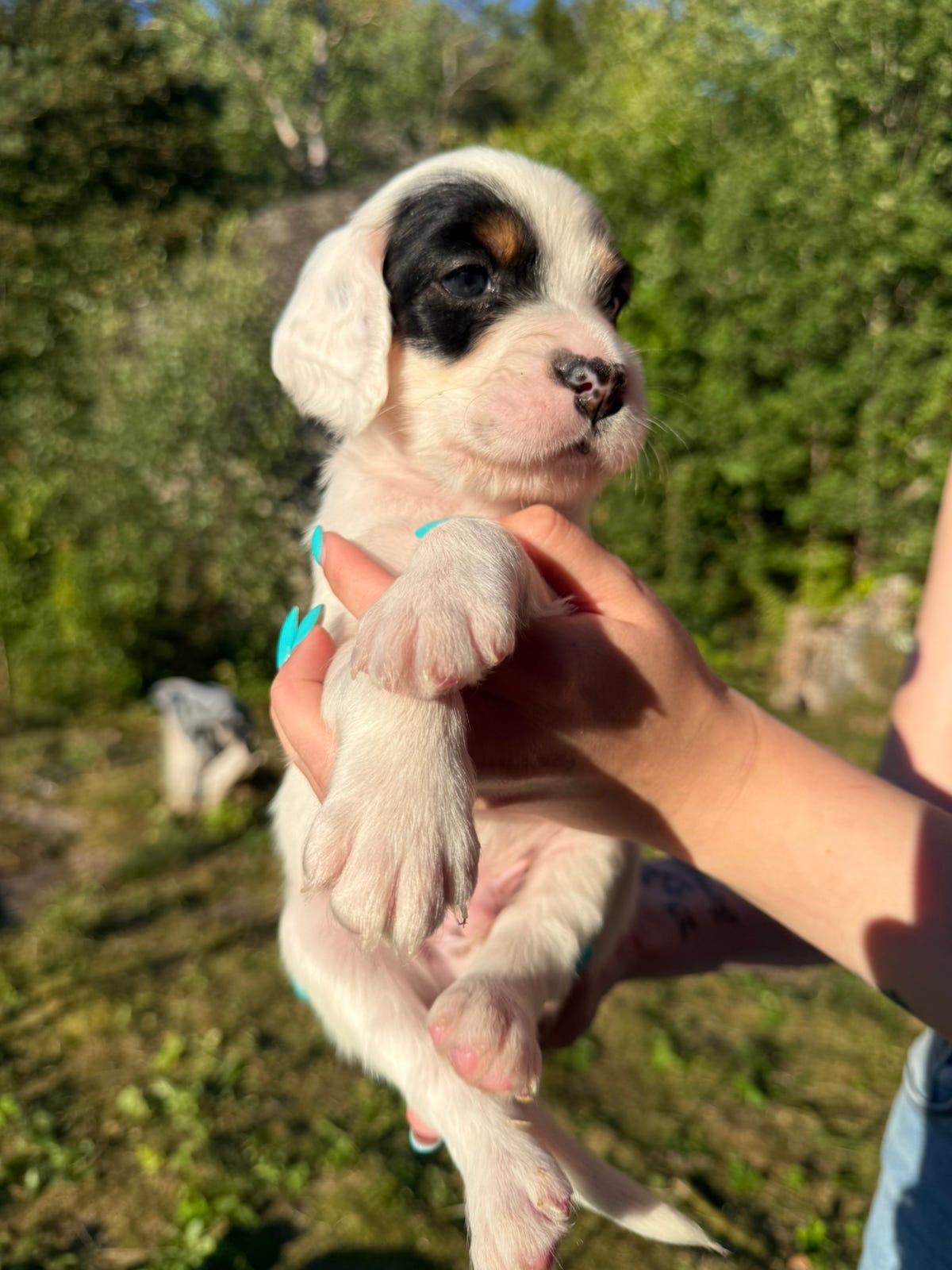 Engelsk setter