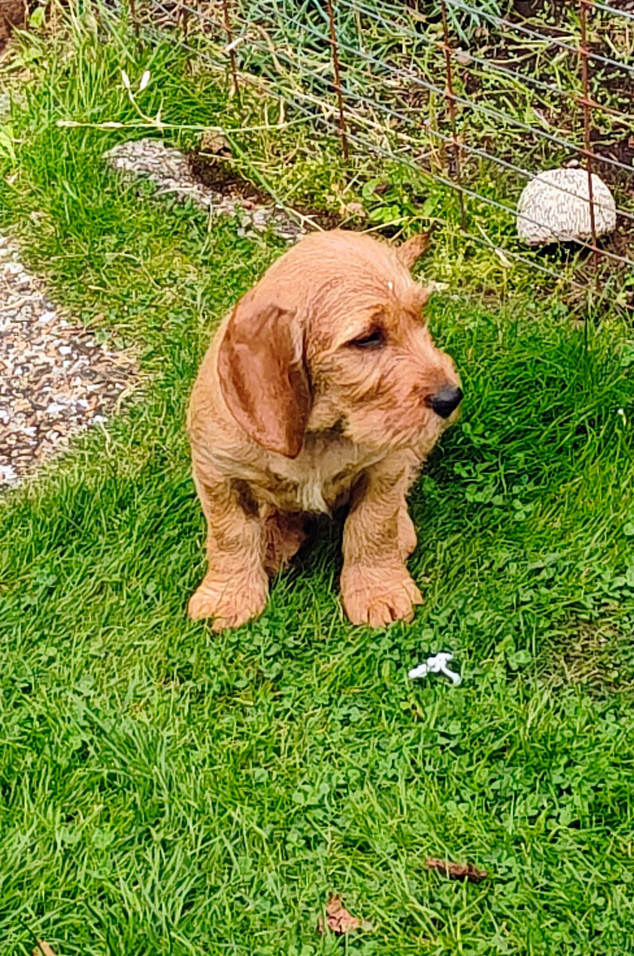 Basset fauve de bretagne