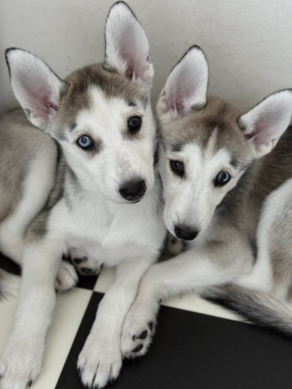 Siberian husky