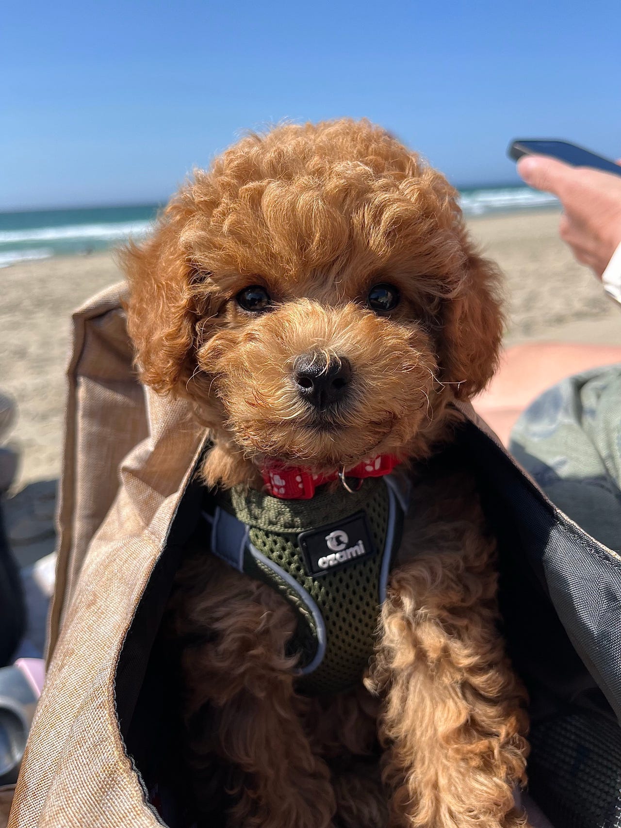 Toy puddel