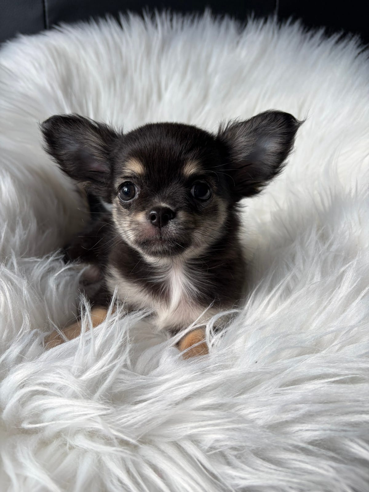 Chihuahua langhåret