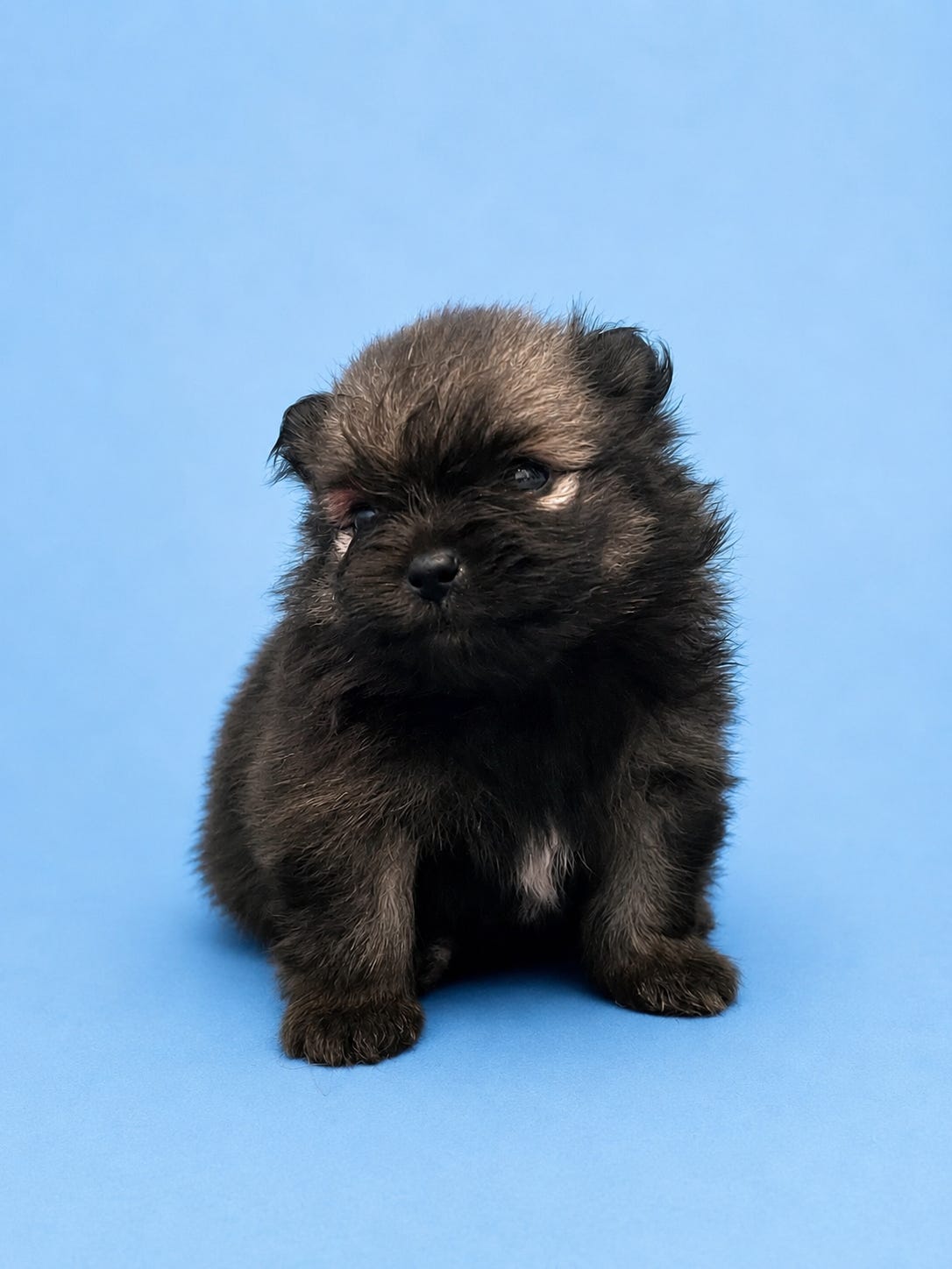Pomeranian