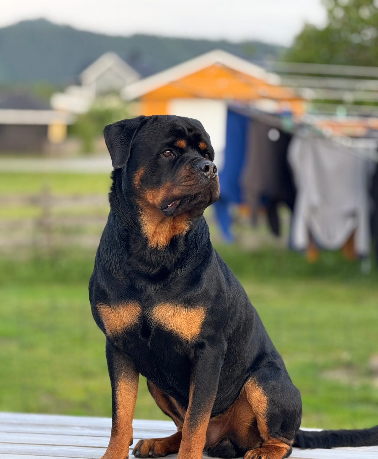 Rottweiler