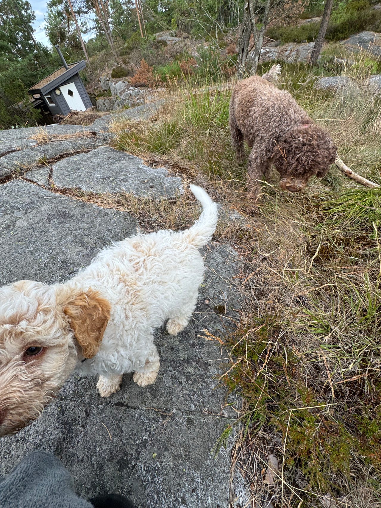 Lagotto romagnolo