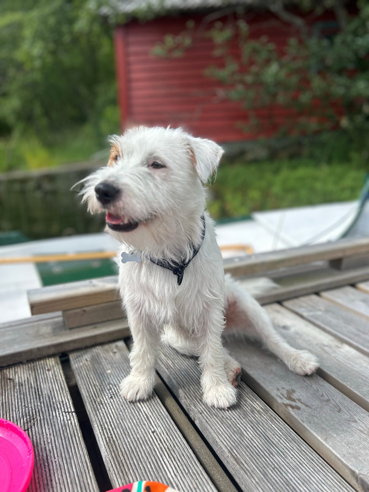 Jack russell terrier