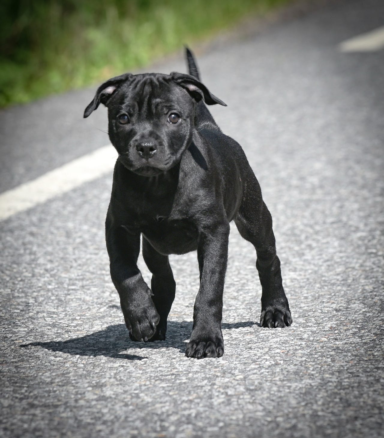 Staffordshire bull terrier