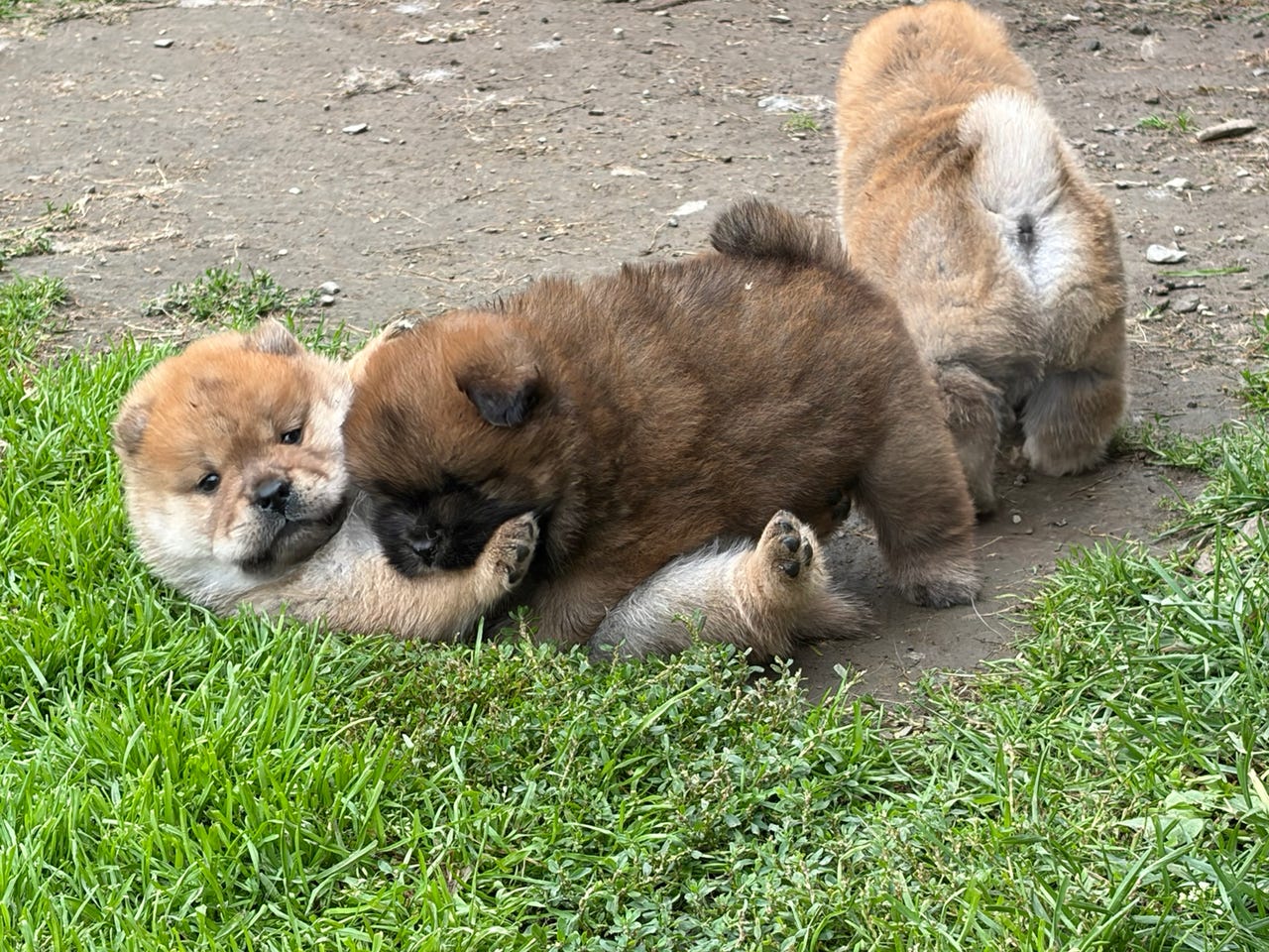 Chow chow