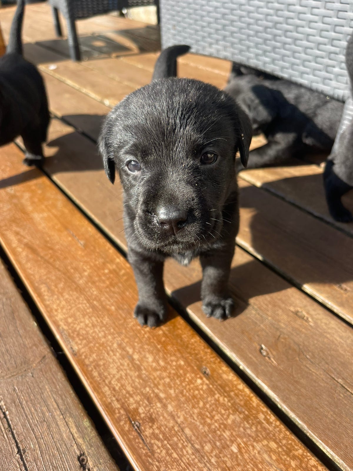 Labrador retriever