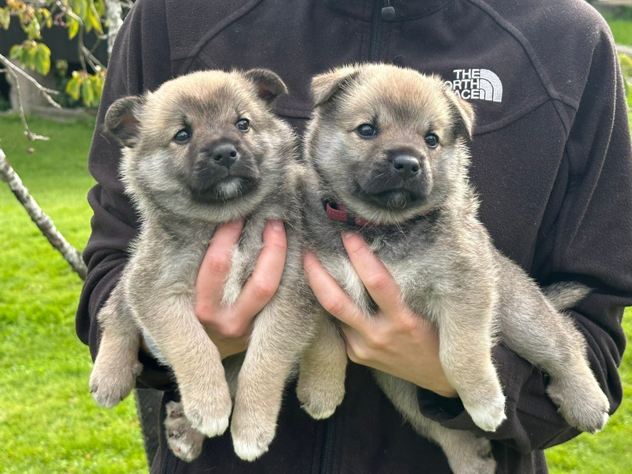 Norsk buhund