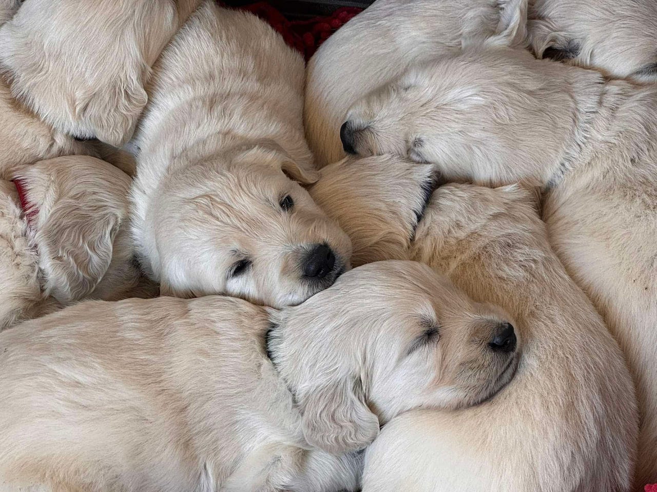Golden retriever