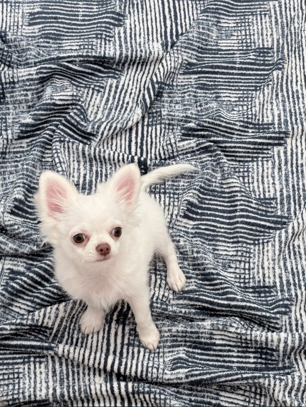Chihuahua langhåret