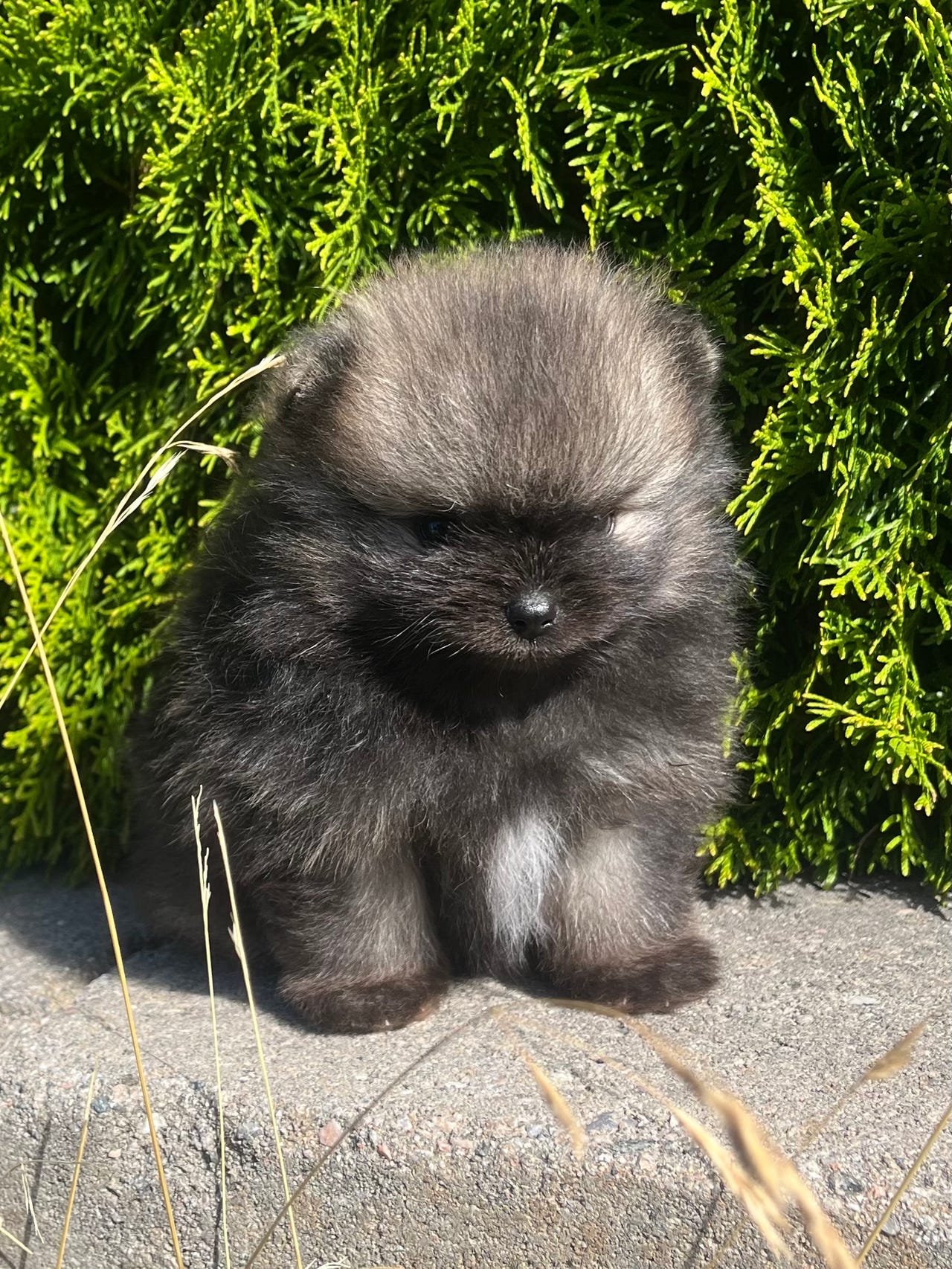 Pomeranian