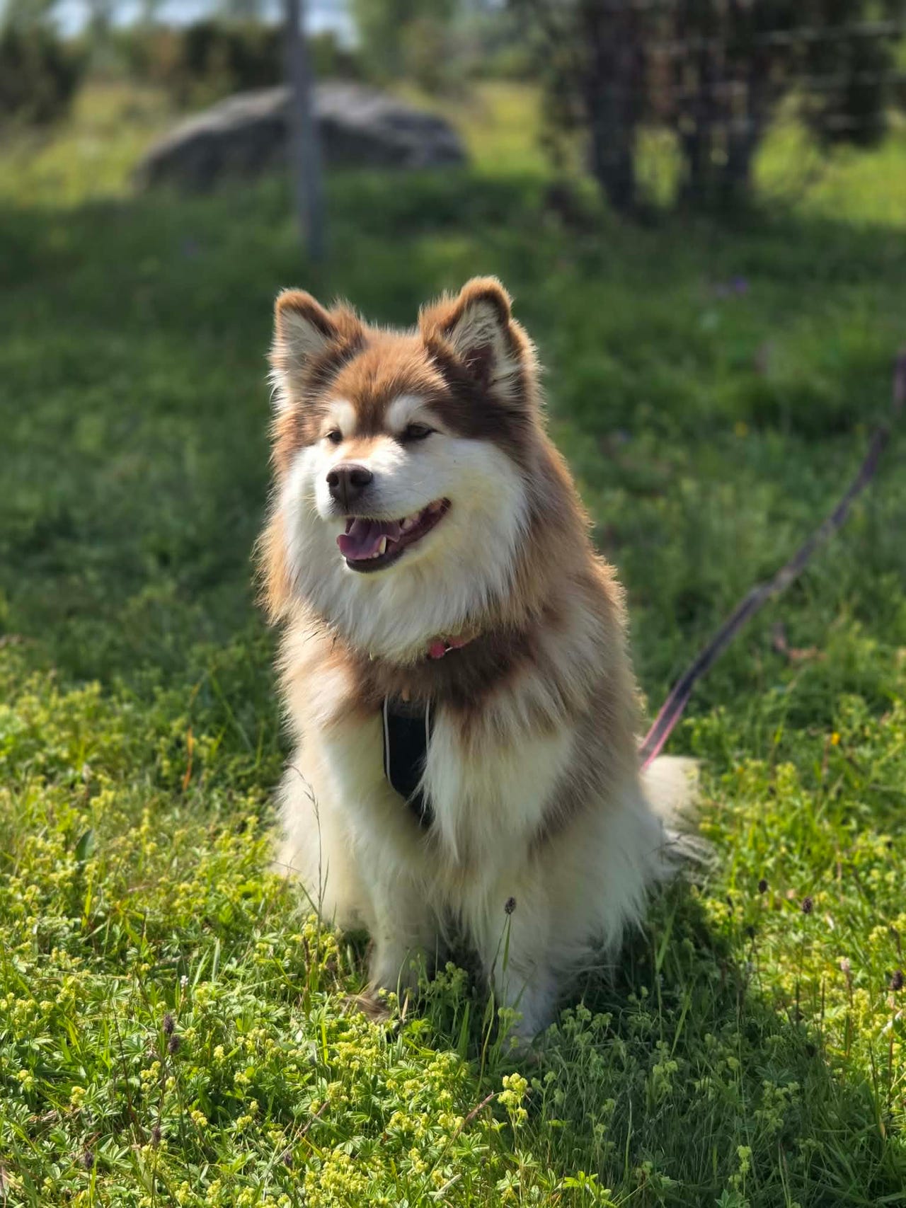 Finsk lapphund