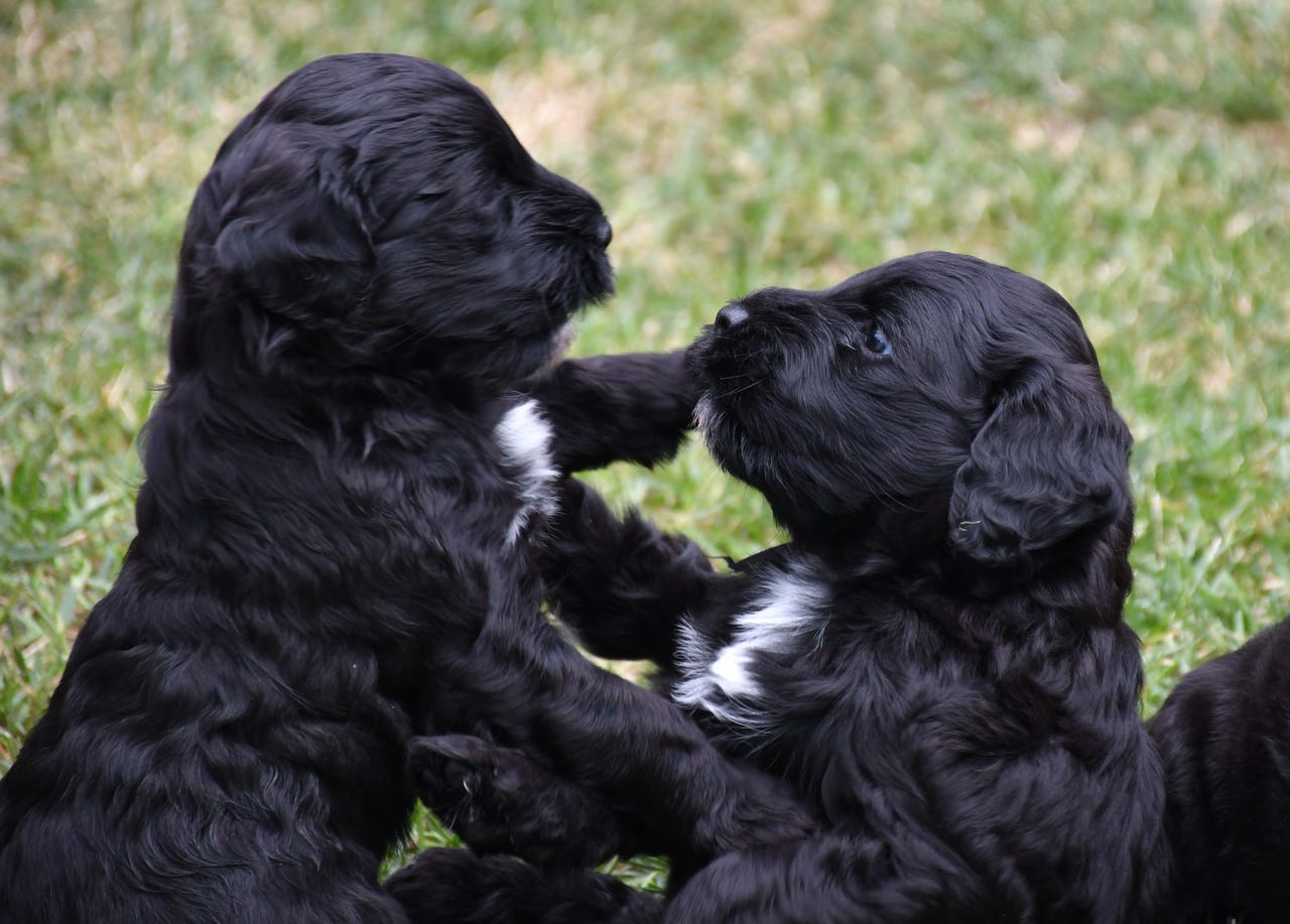 Portugisisk vannhund