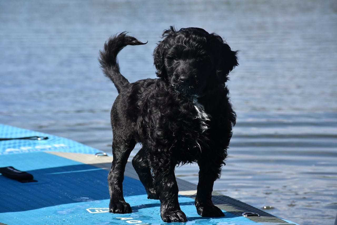 Portugisisk vannhund