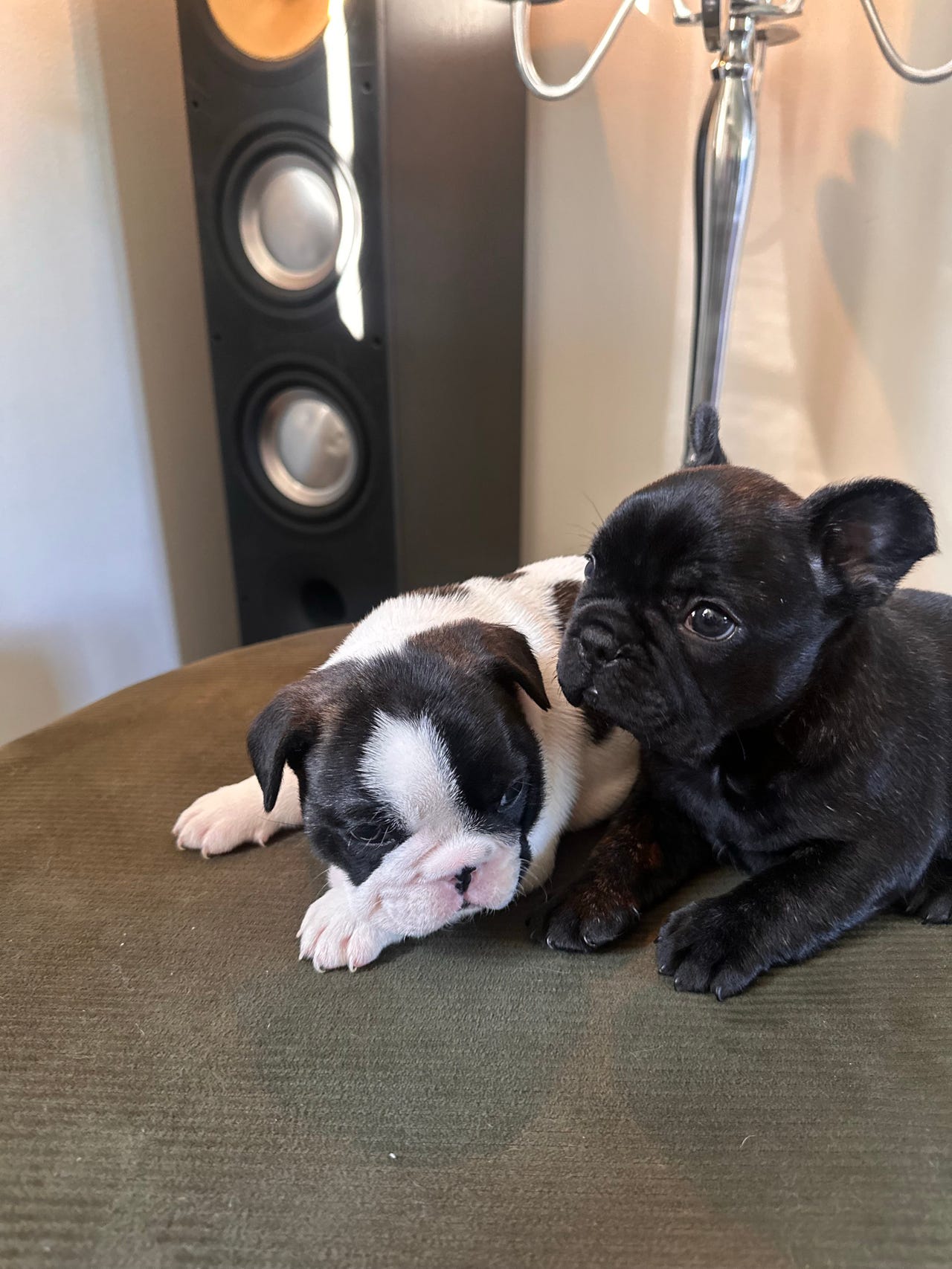 Fransk bulldog