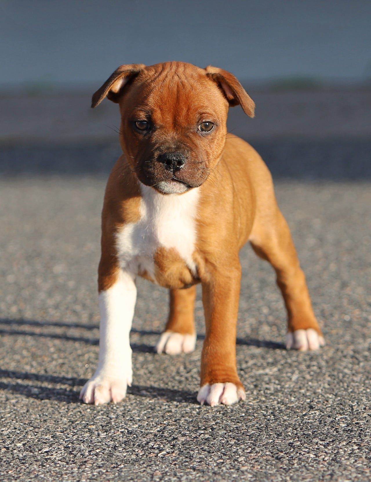 Staffordshire bull terrier