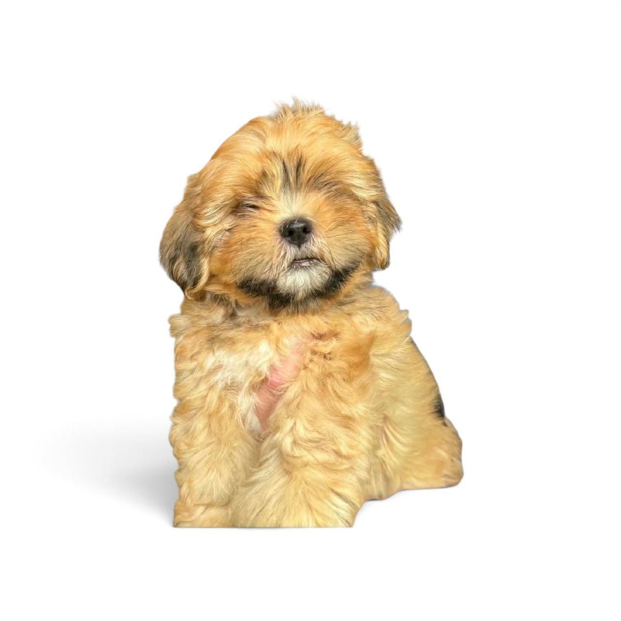 Lhasa apso
