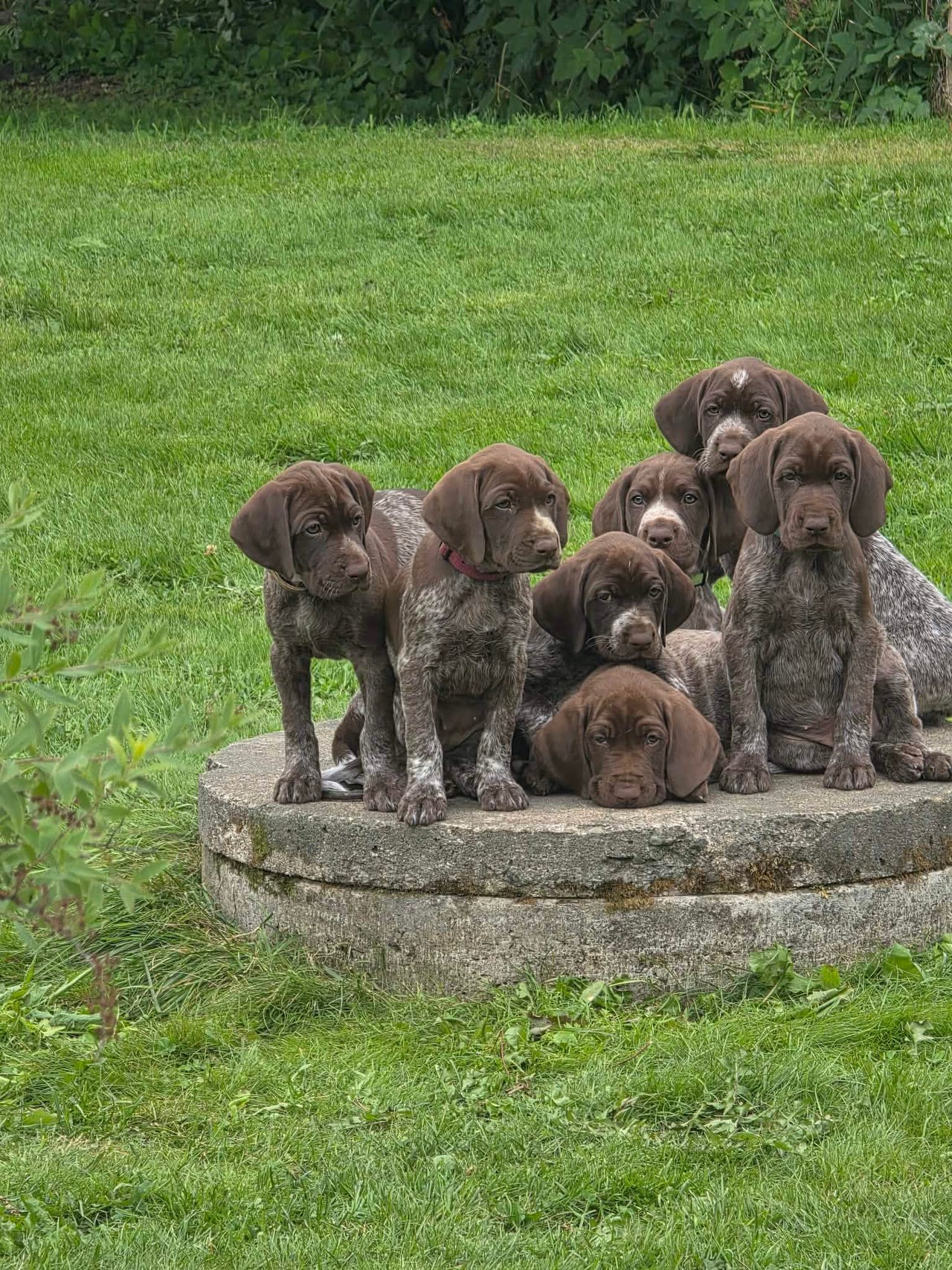 Vorstehhund korthåret