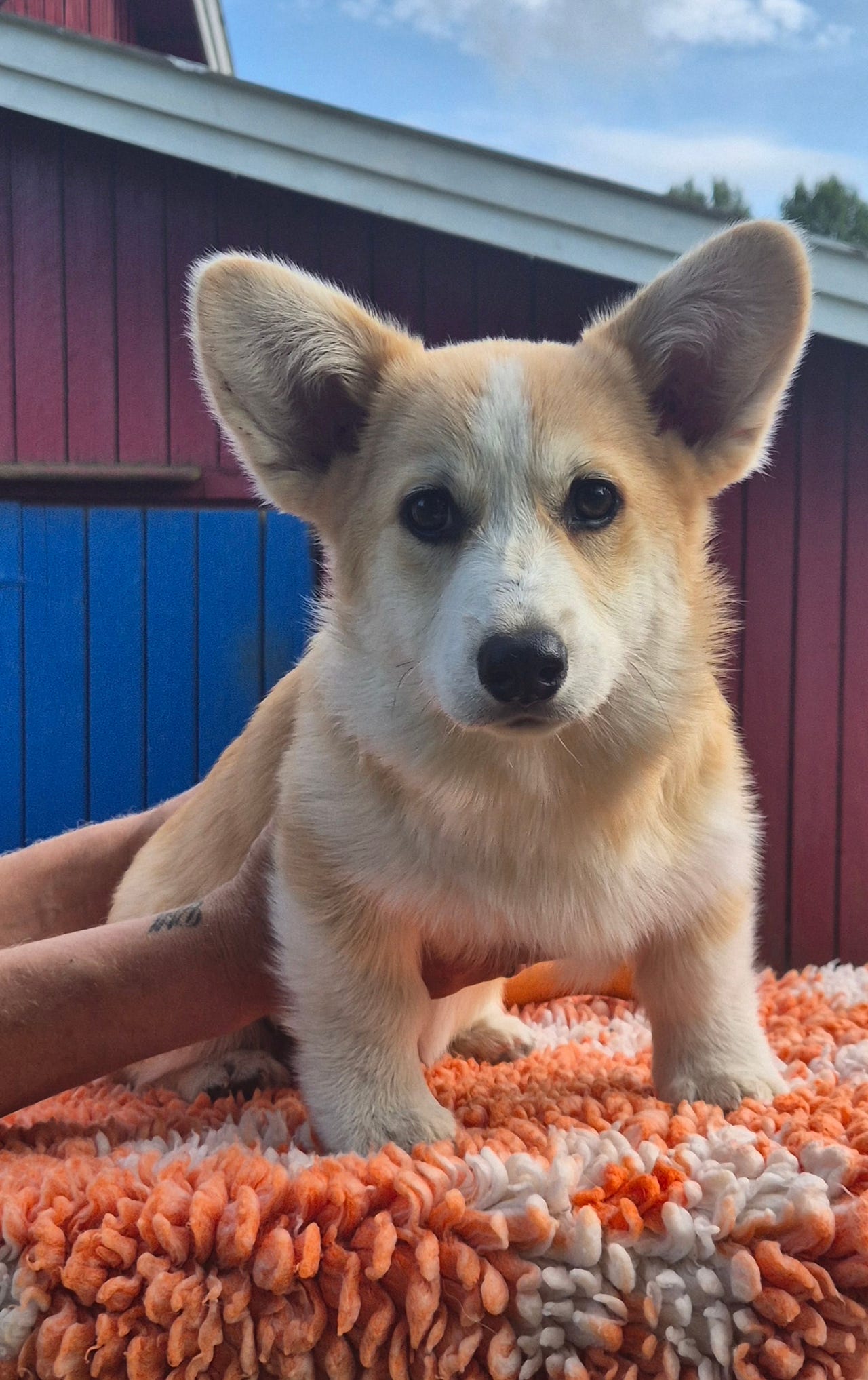 Welsh corgi pembroke