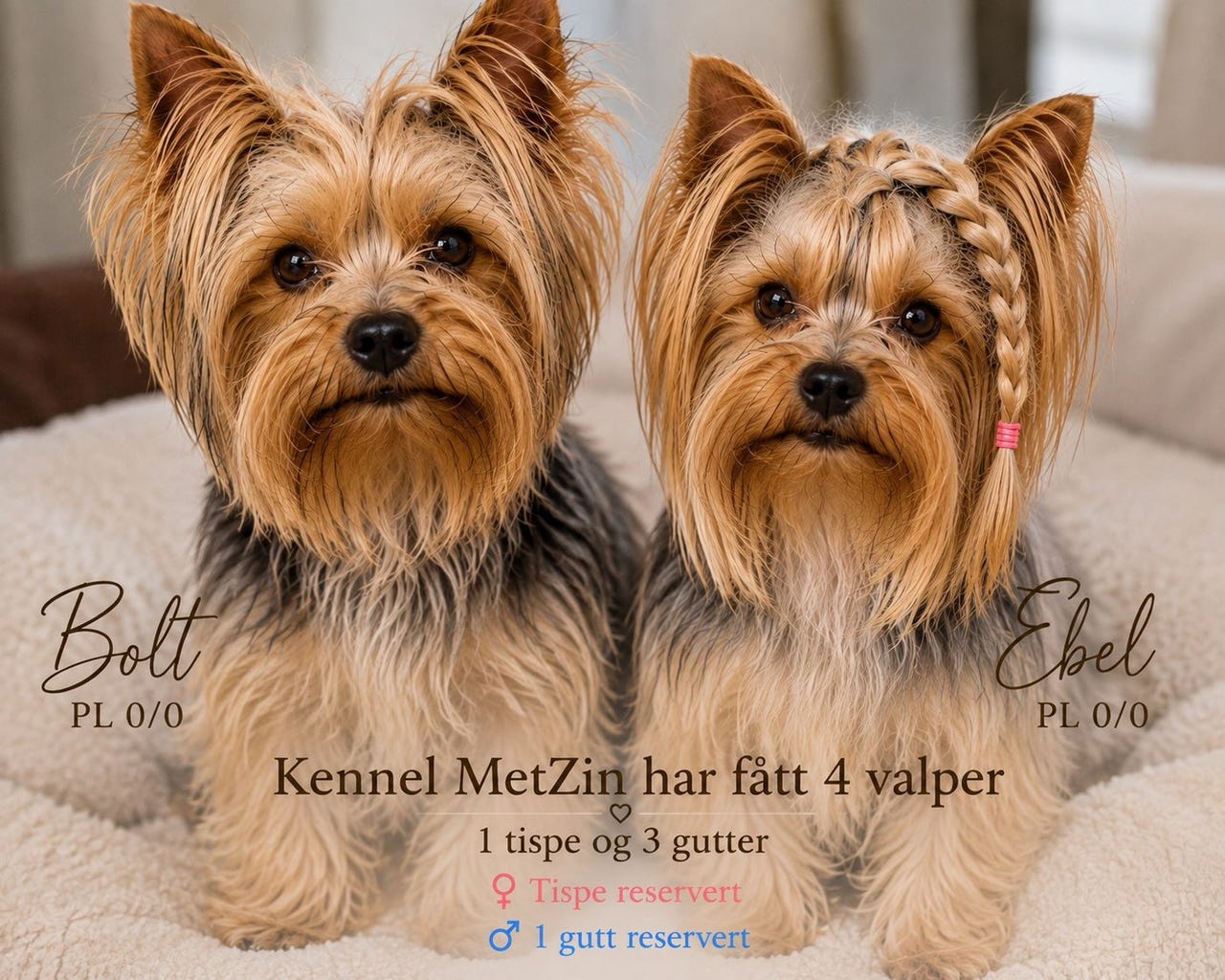 Yorkshire terrier