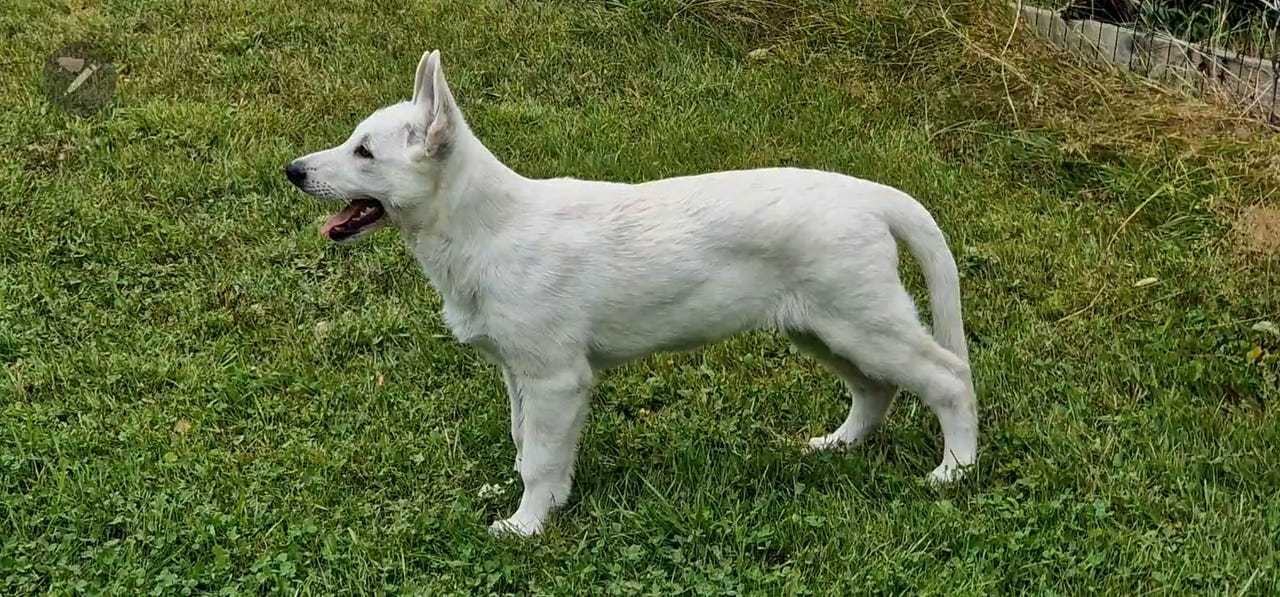 Hvit gjeterhund