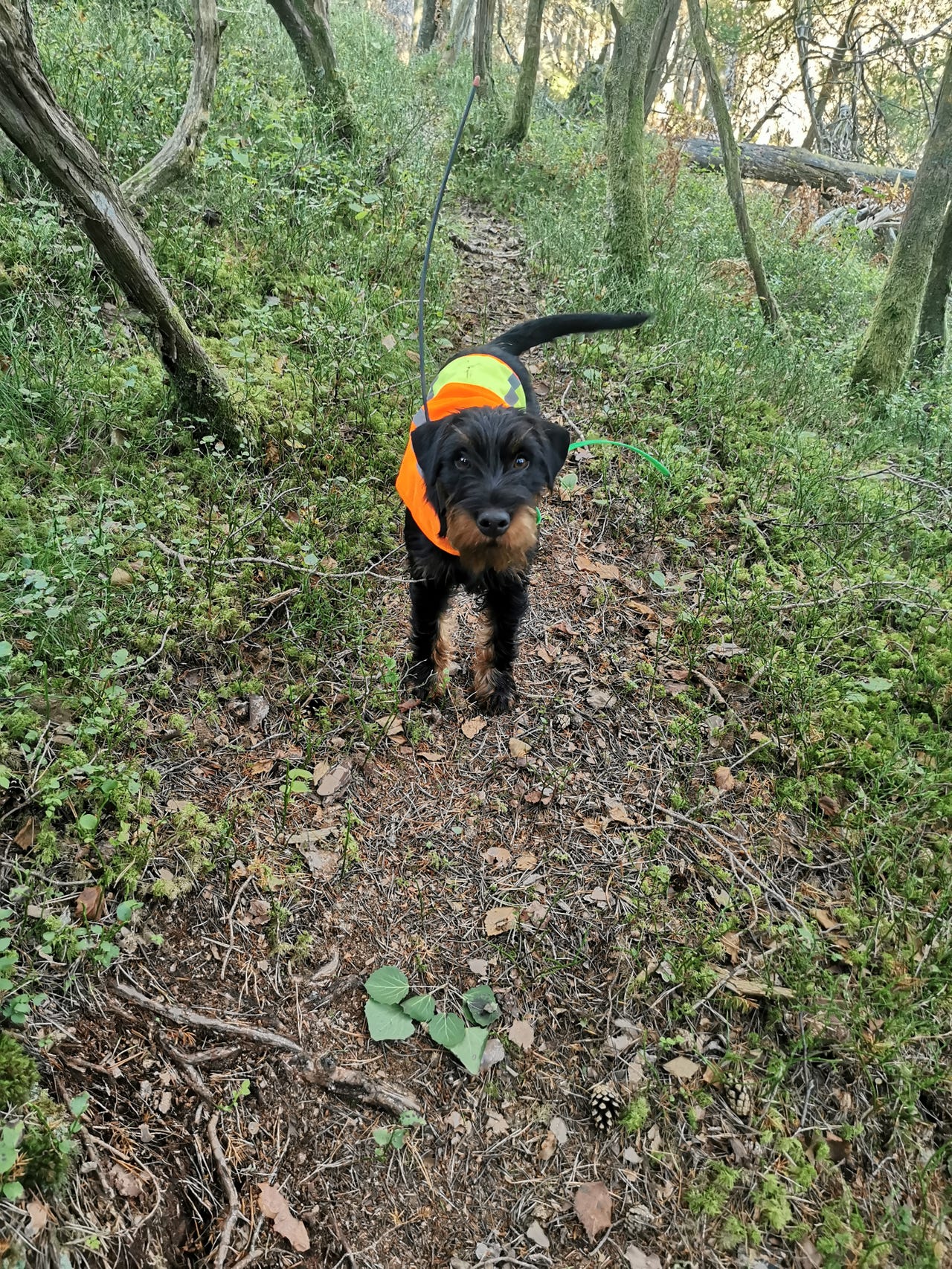 Tysk jaktterrier