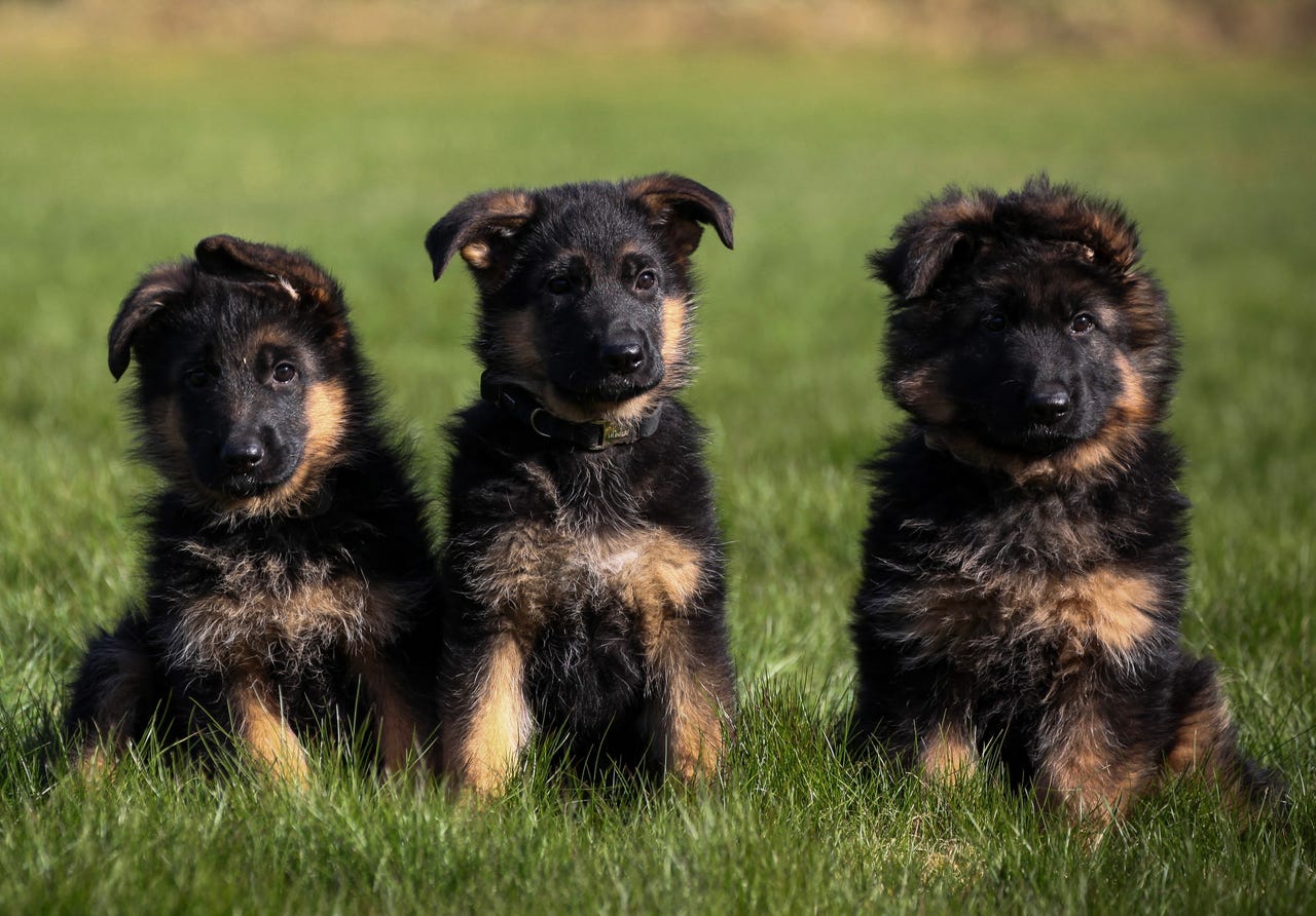 Schäferhund langhår