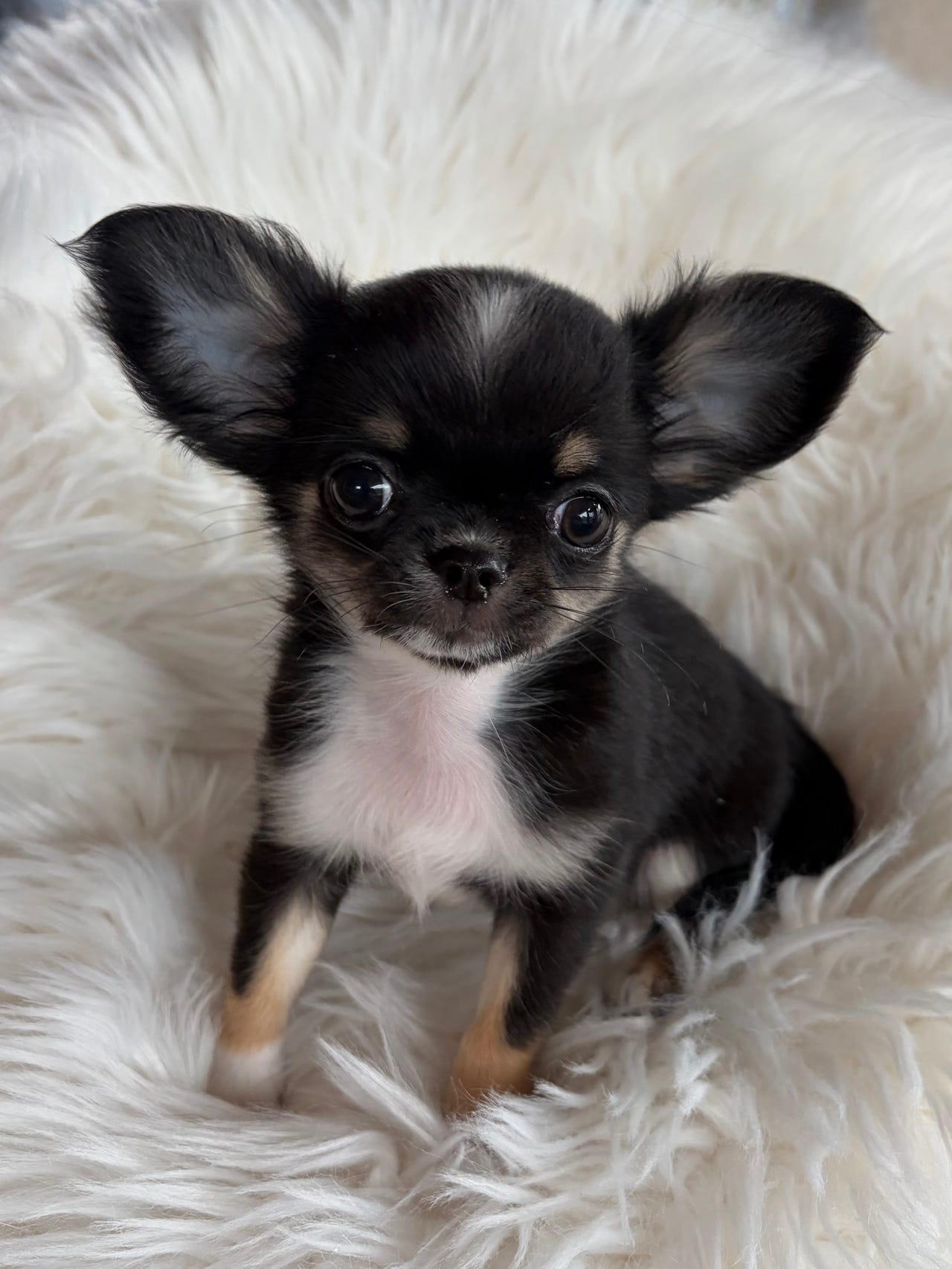 Chihuahua langhåret