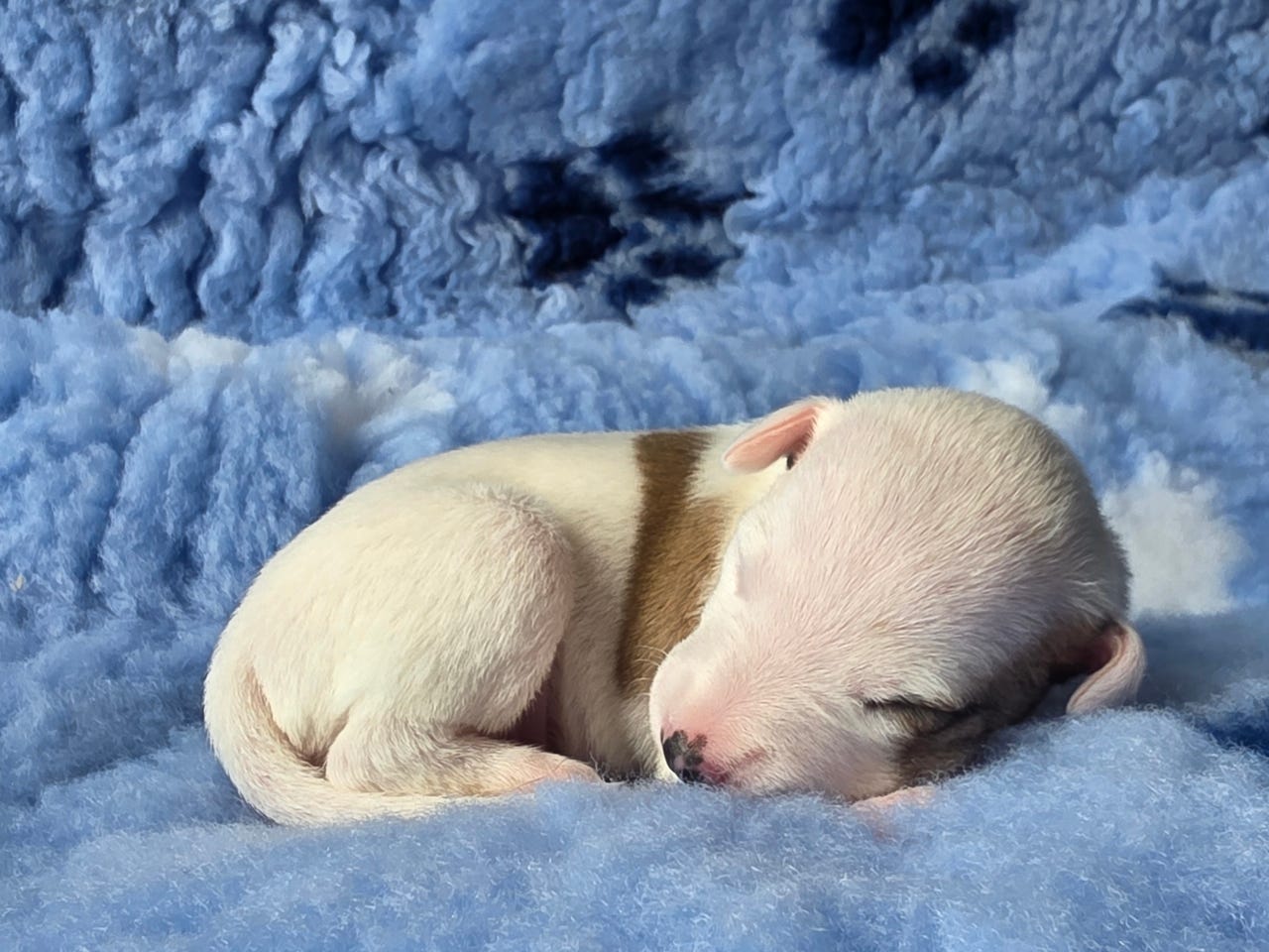 Whippet