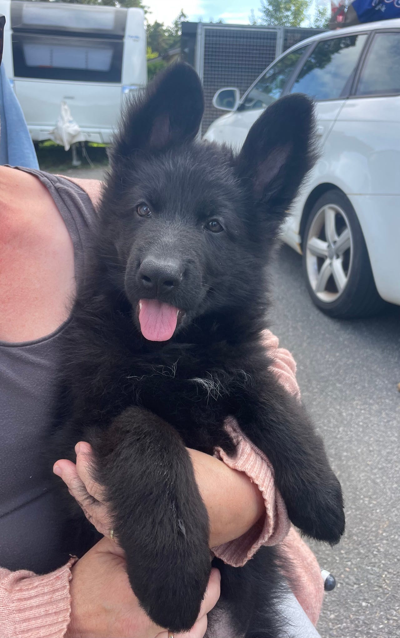 Schäferhund langhår
