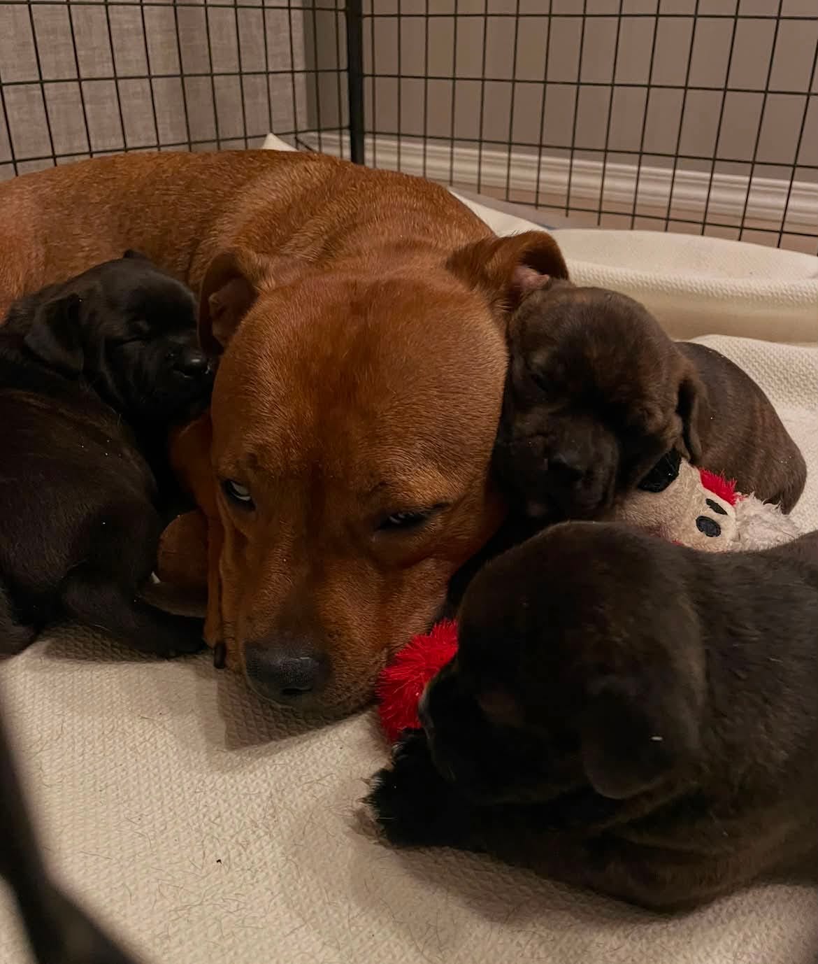 Staffordshire bull terrier