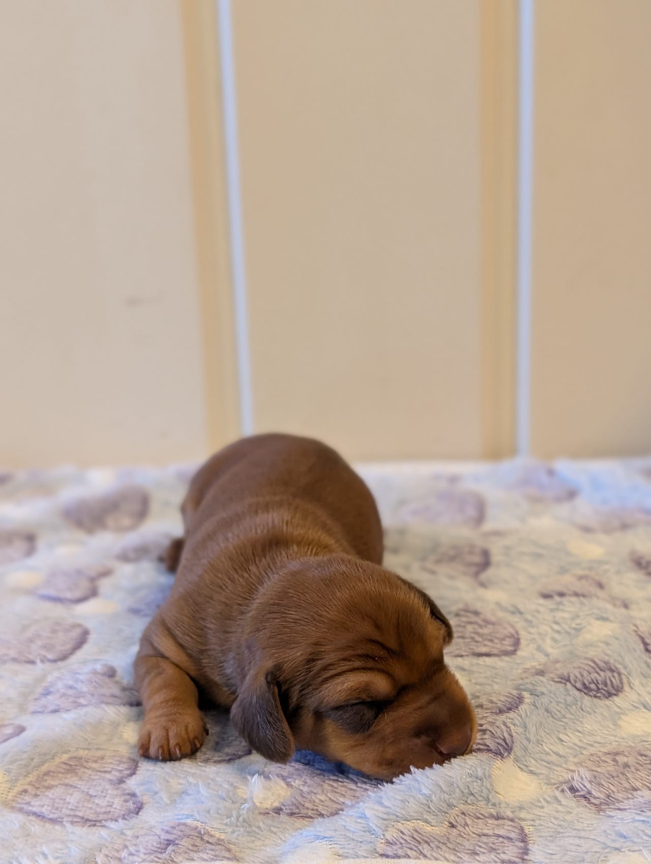 Dvergdachshund korthåret