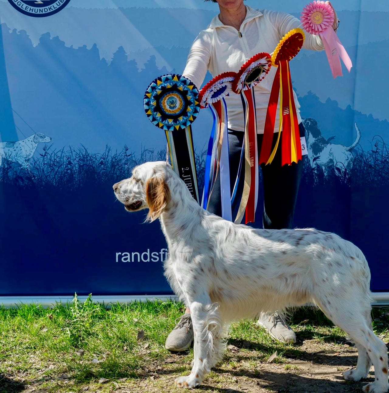 Engelsk setter