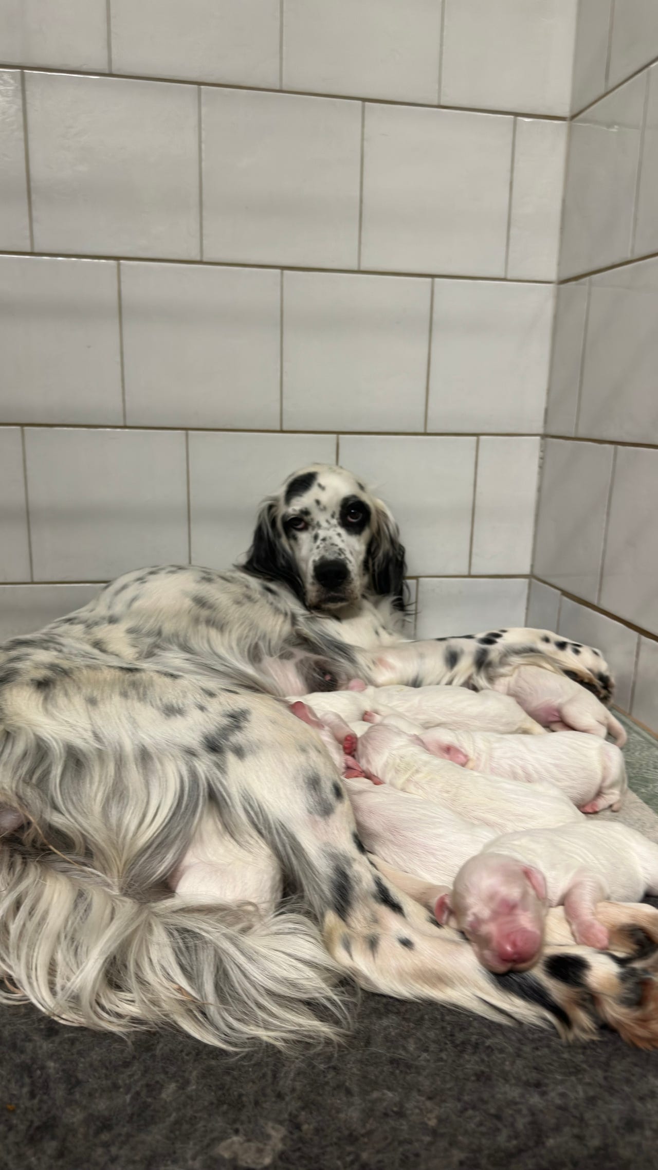 Engelsk setter
