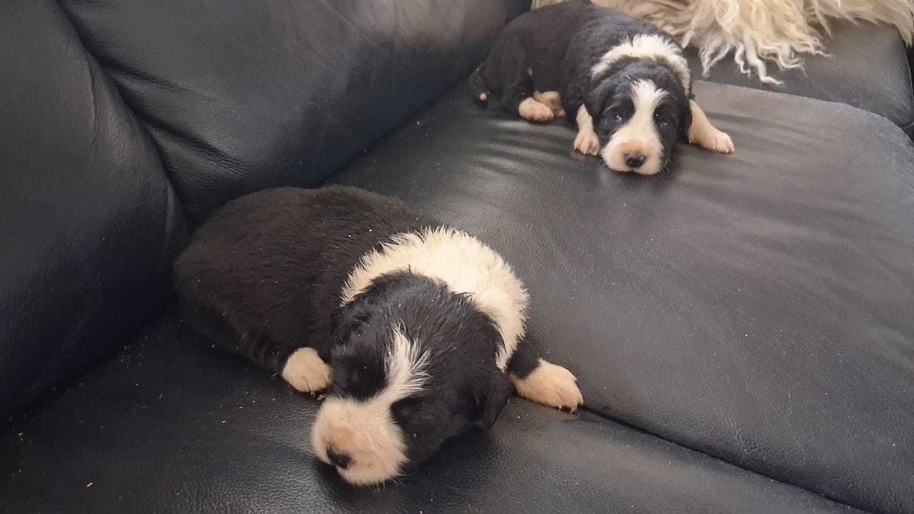 Border collie