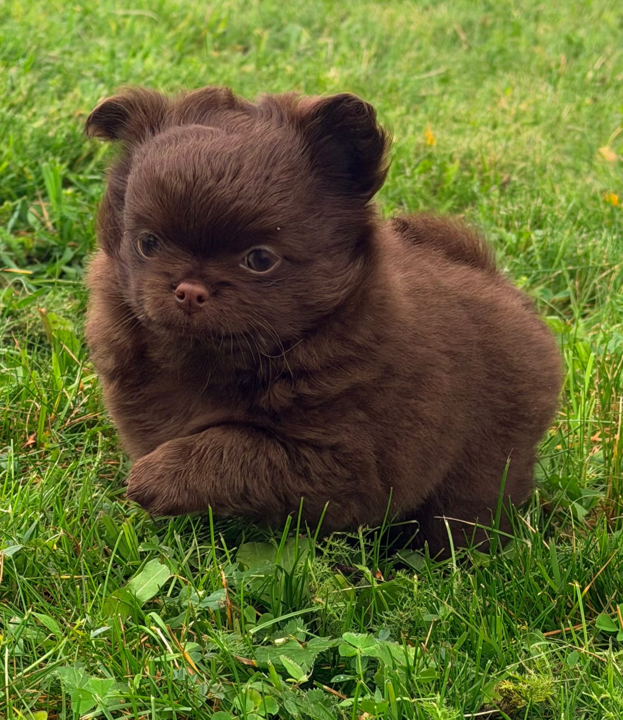 Chihuahua langhåret