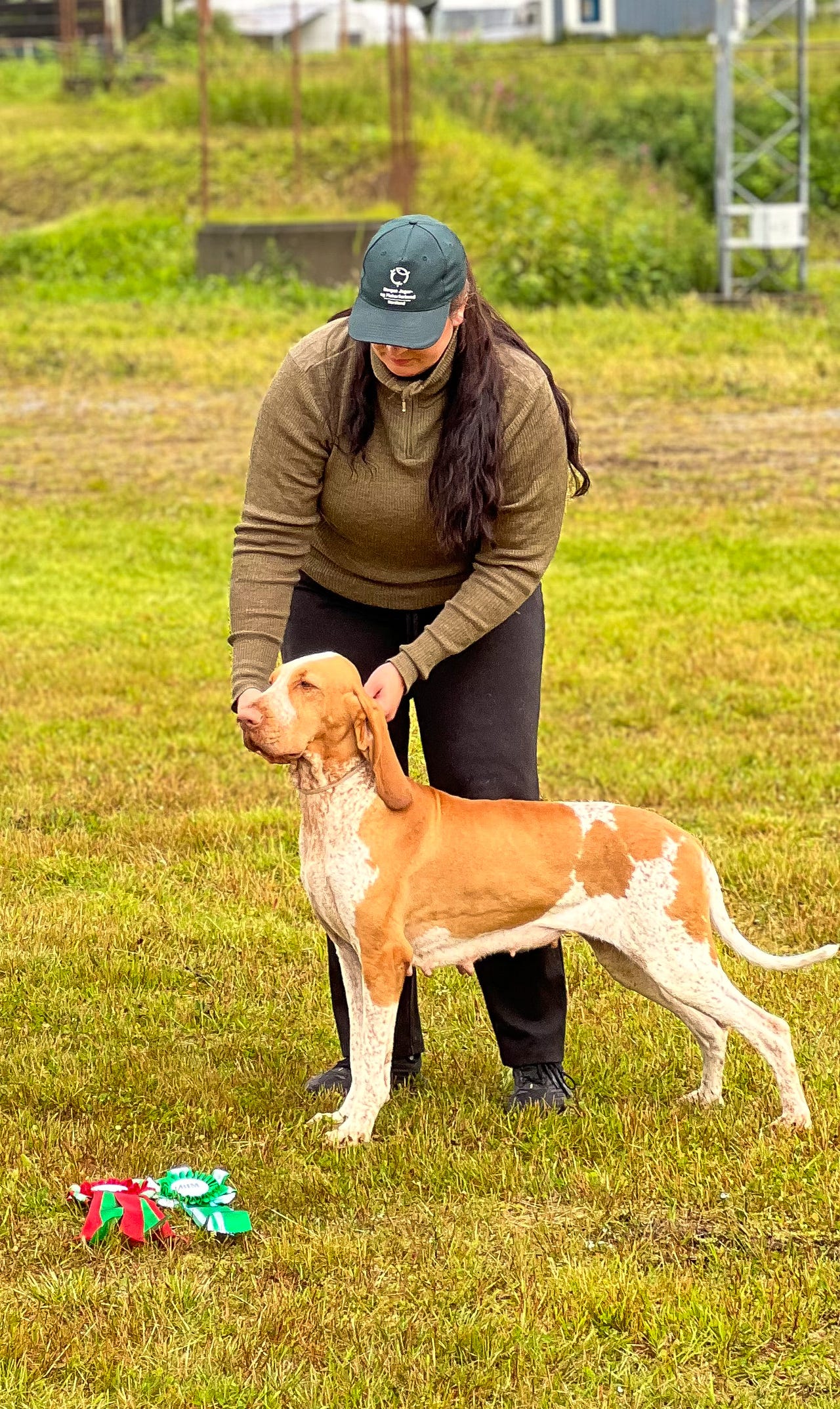 Bracco italiano