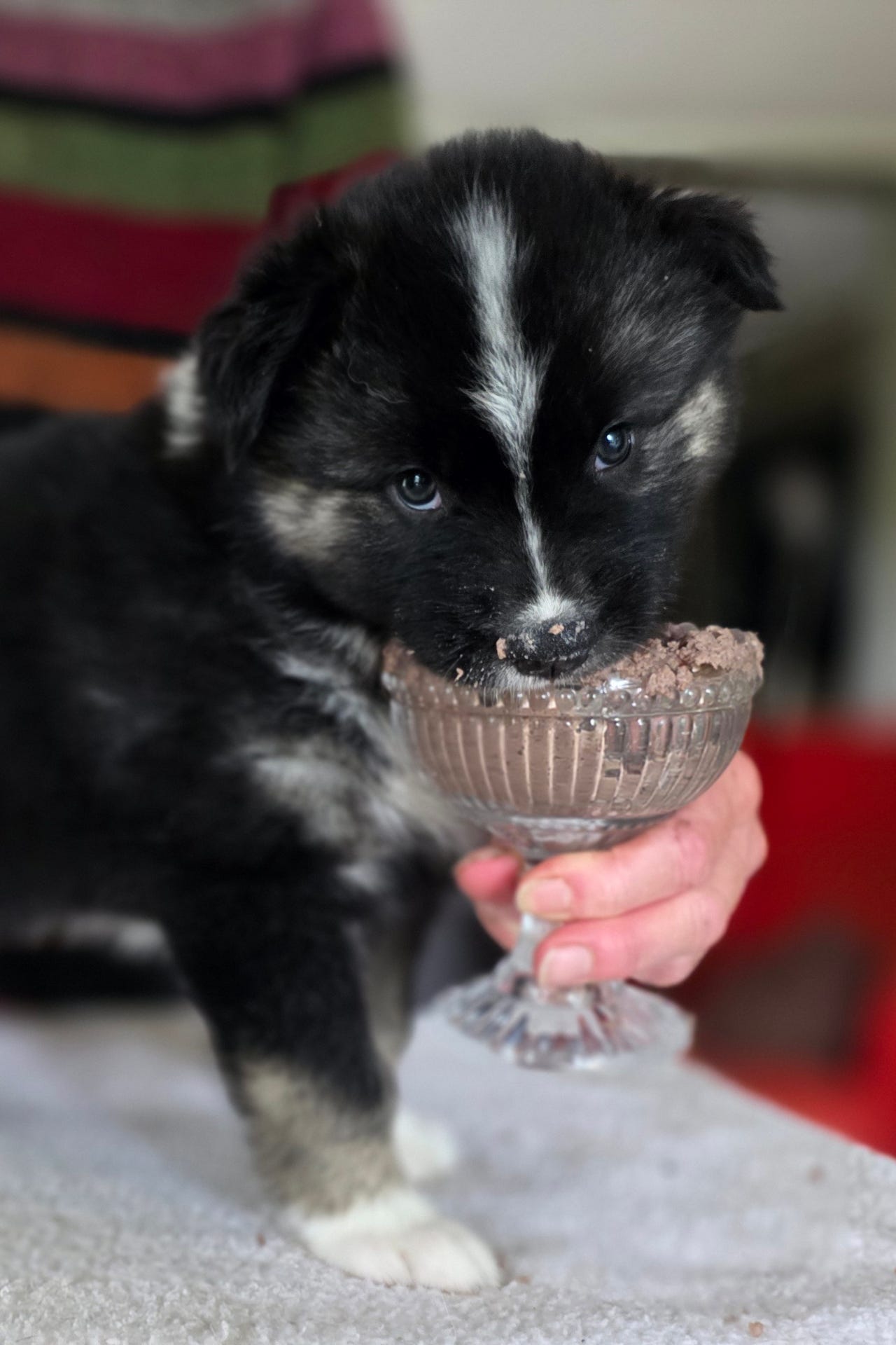 Yakutian laika