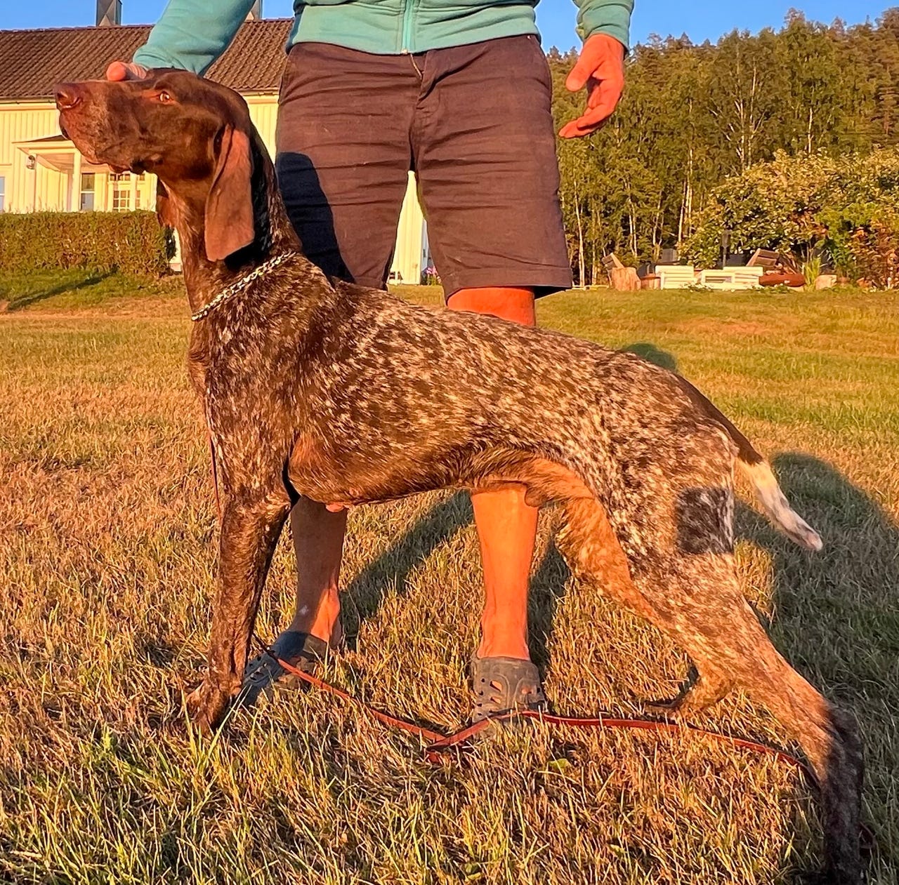 Vorstehhund korthåret