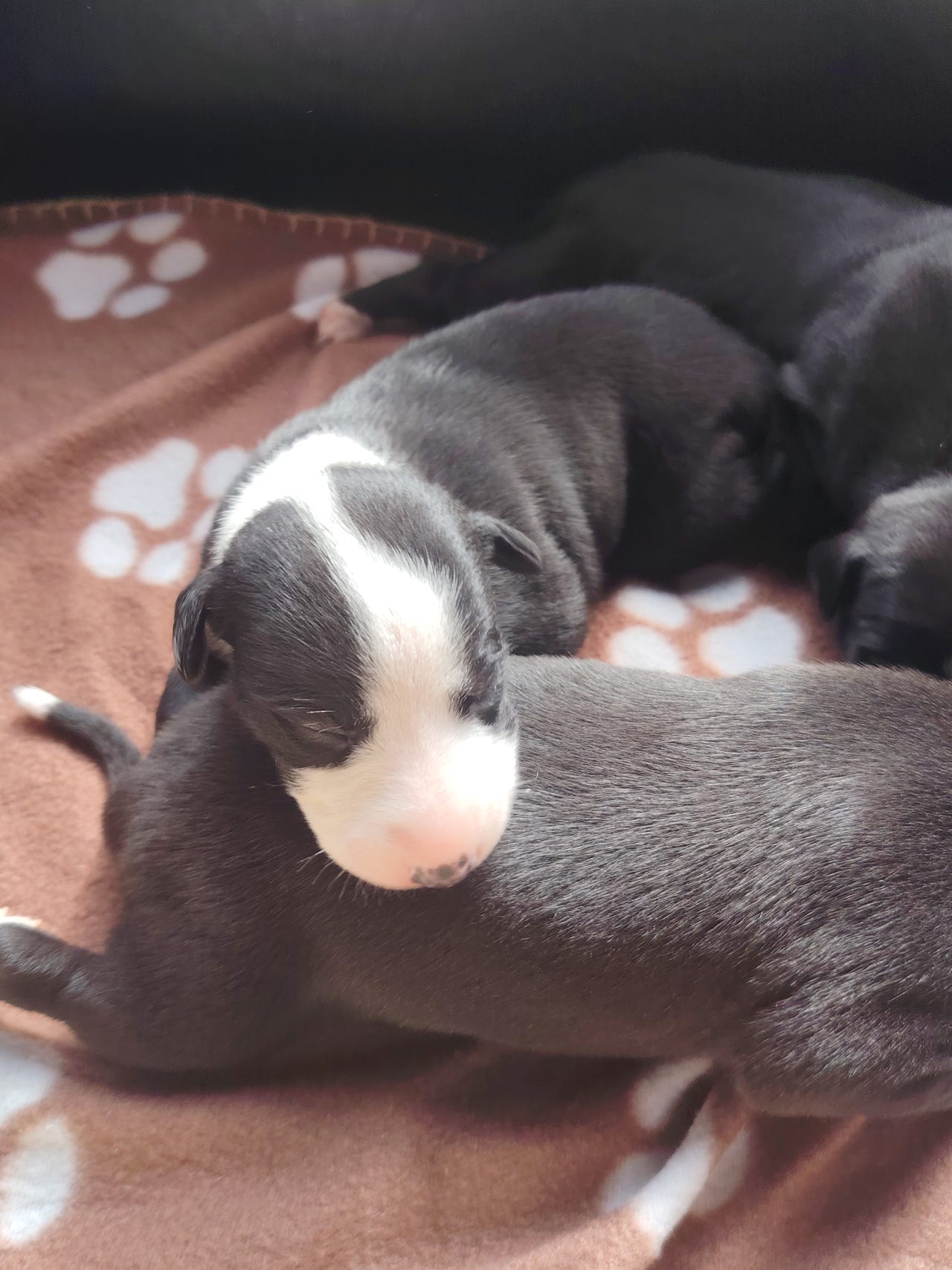 Whippet