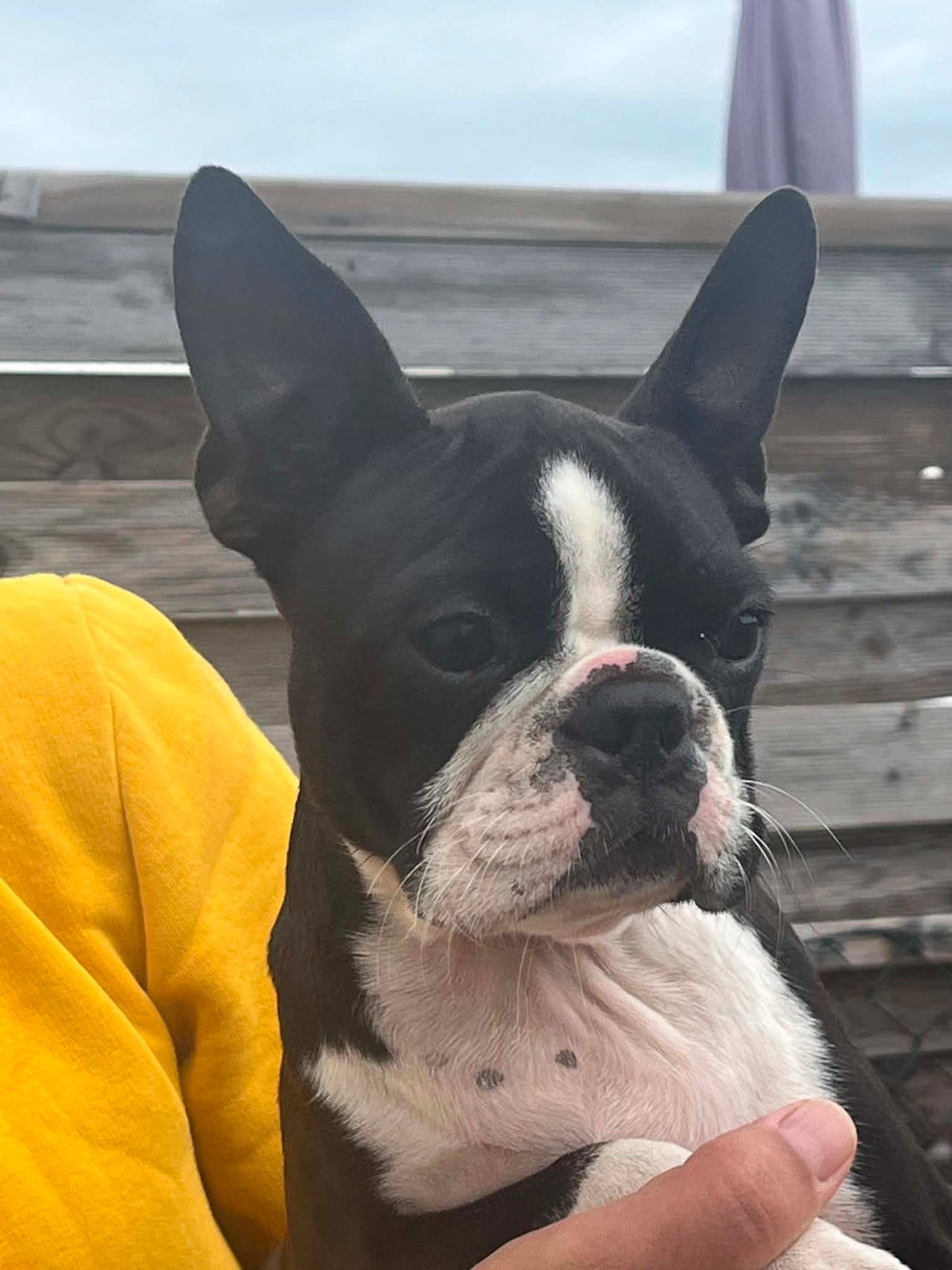 Boston terrier