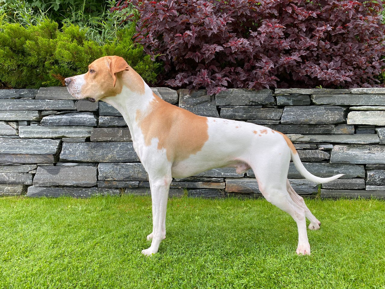 Pointer