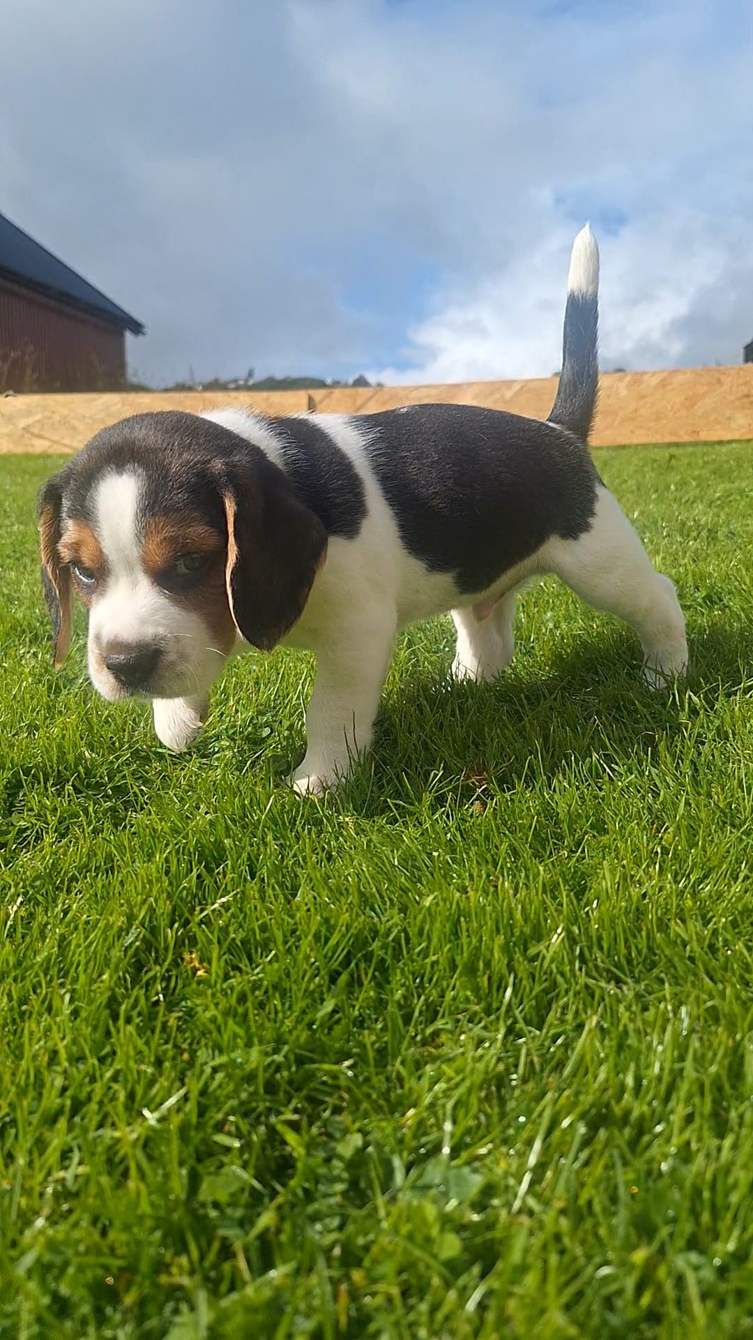 Beagle