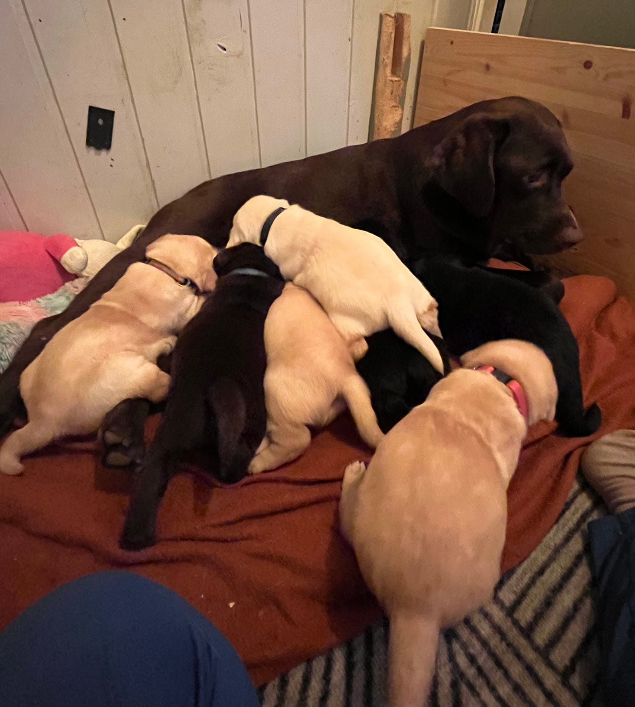 Labrador retriever