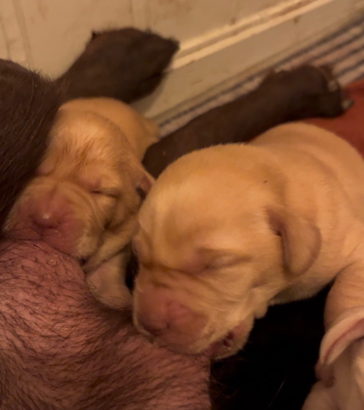 Labrador retriever