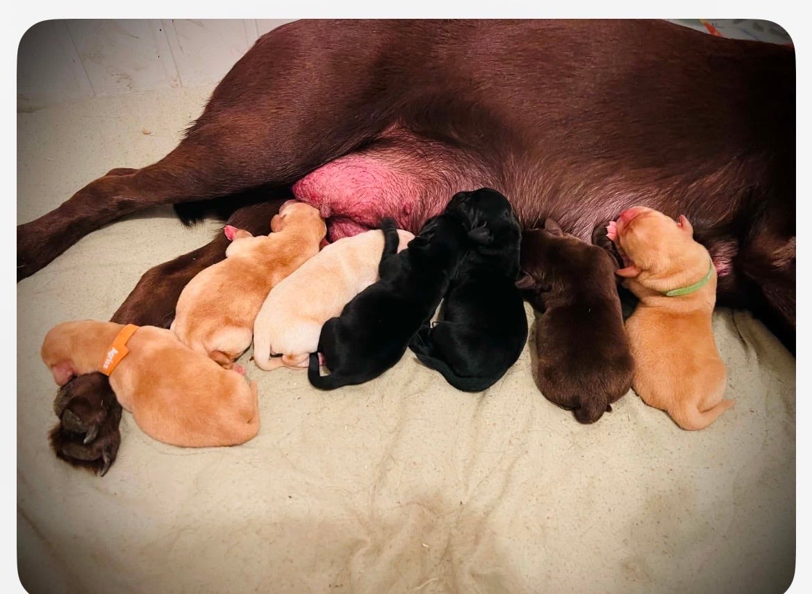Labrador retriever