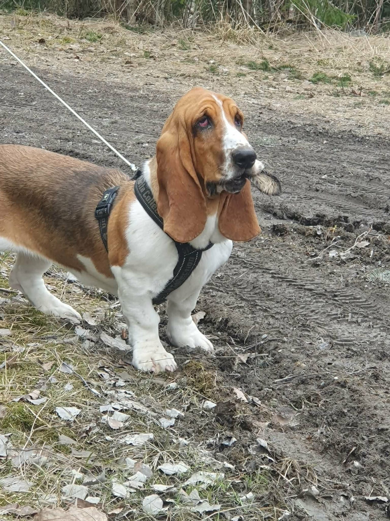 Basset hound